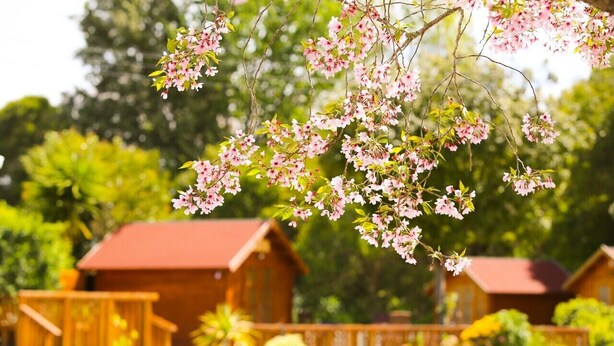 A wooden cabin with a red roof, surrounded by lush greenery and flowering trees. - Orere Point TOP 10 Holiday Park (Orere Point)