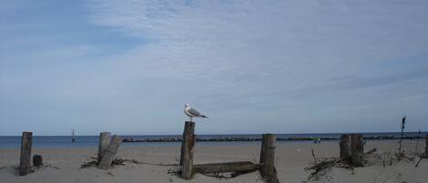 بالقرب من الشاطئ، كراسي للتشمس