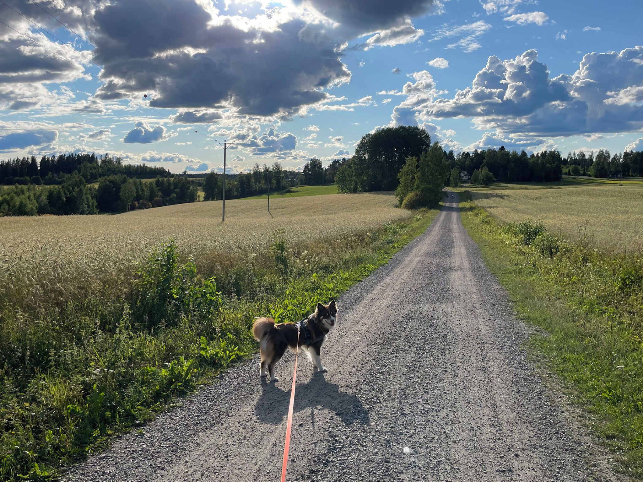 A rural road with a dog on a leash, surrounded by fields and trees.