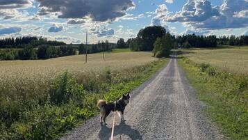 A rural road with a dog on a leash, surrounded by fields and trees.