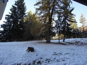 Een besneeuwd boslandschap met een boomstronk en altijdgroene bomen.