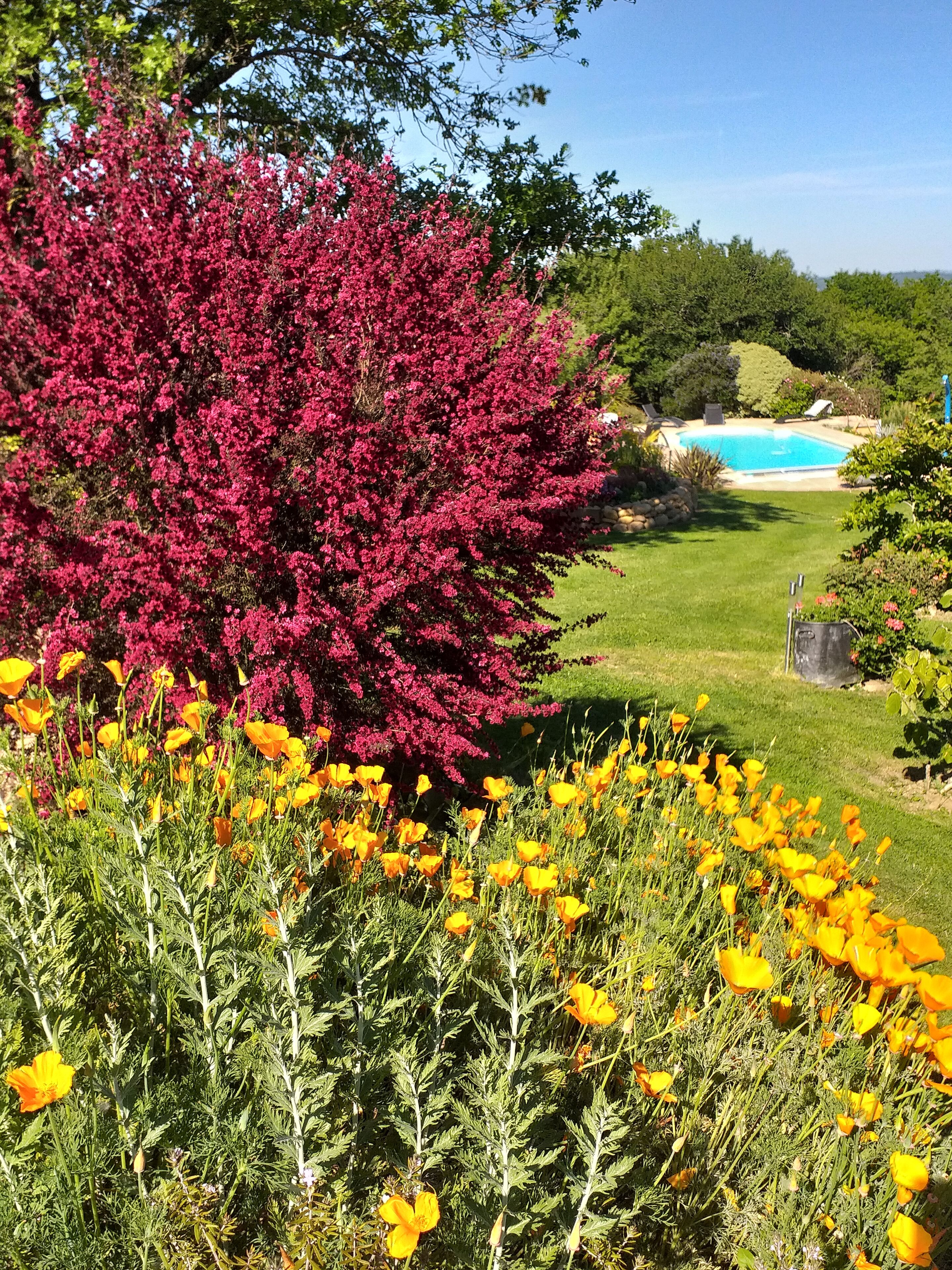 A garden with a pool, surrounded by green grass and trees.