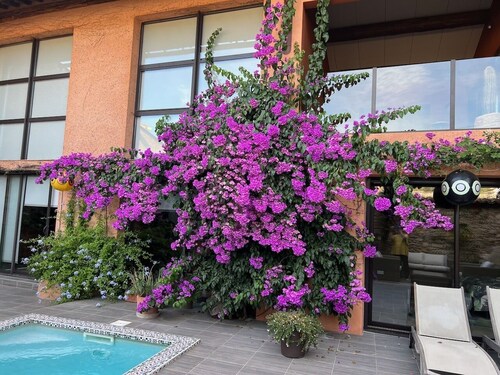 CHARMING HOUSE "L'OLIVIER"