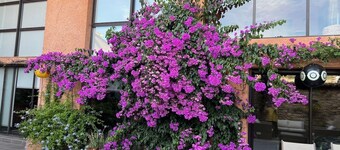 CHARMING HOUSE "L'OLIVIER"