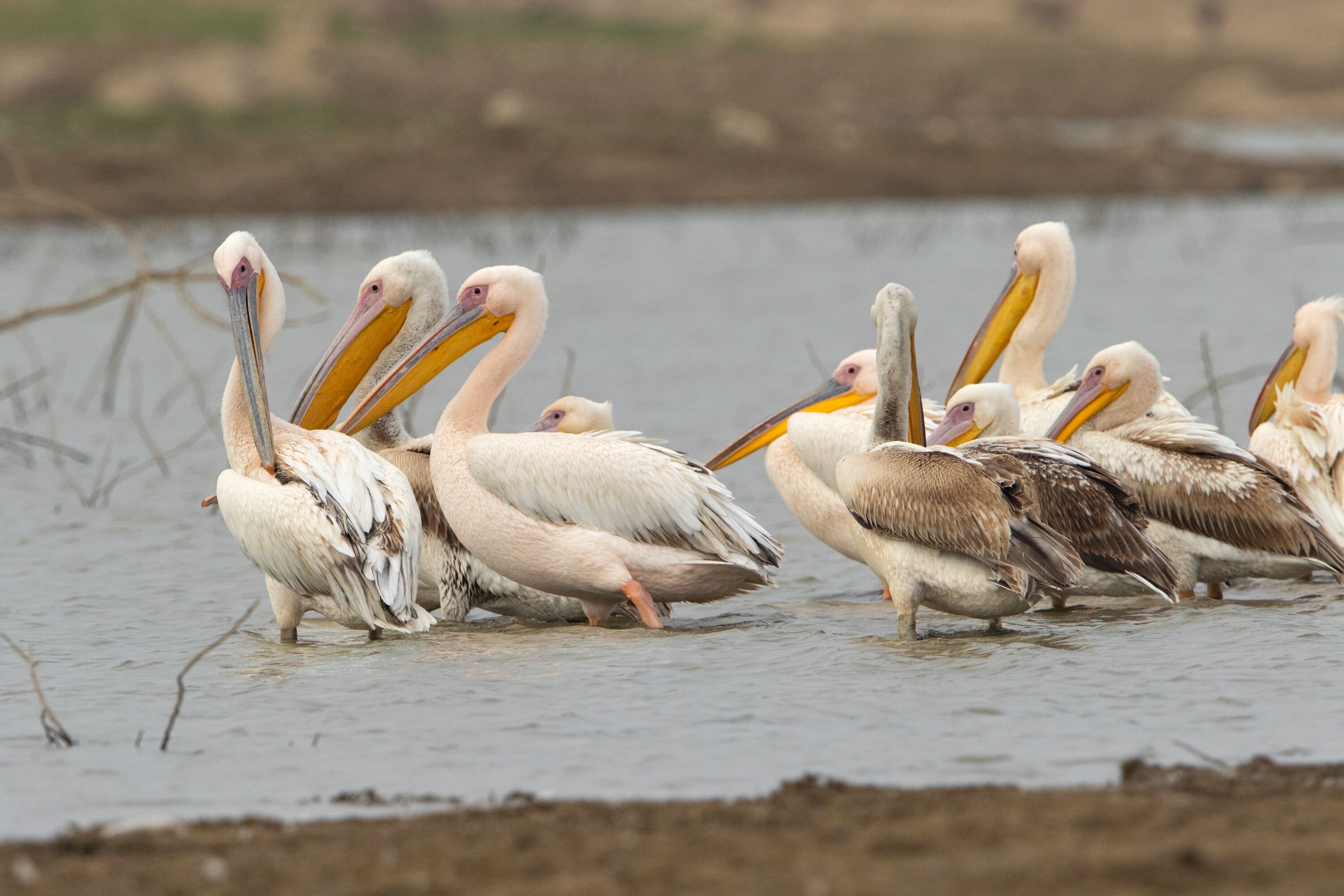 A group of pelicans wading in shallow water.