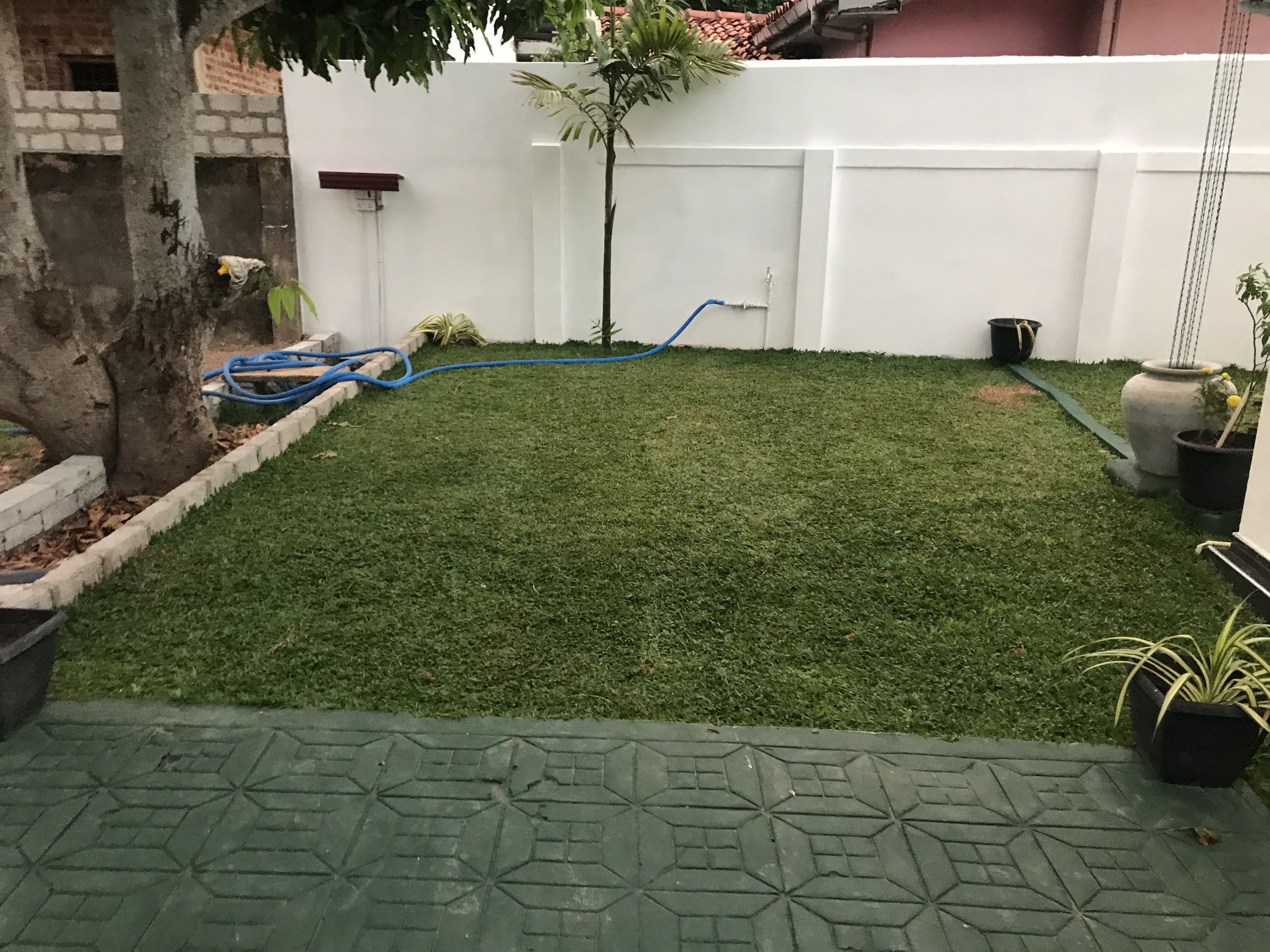 Un patio trasero bien cuidado con una cerca blanca, un árbol pequeño y una manguera azul.