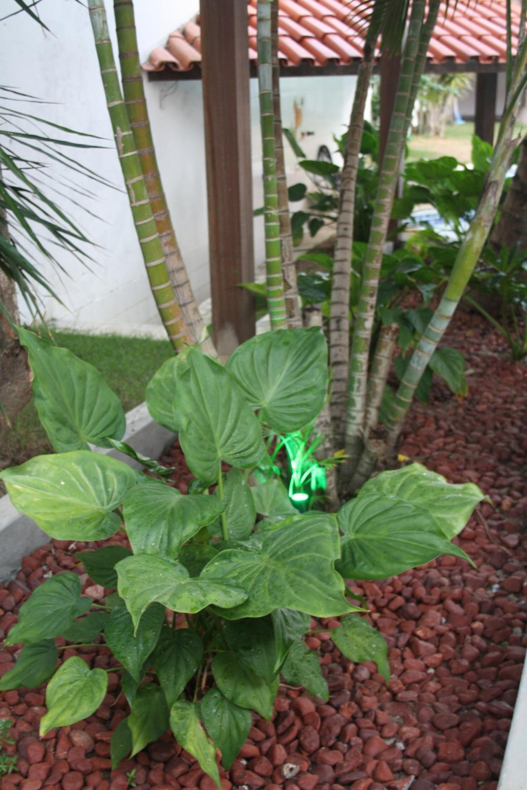 Foto - Villa Tropicale