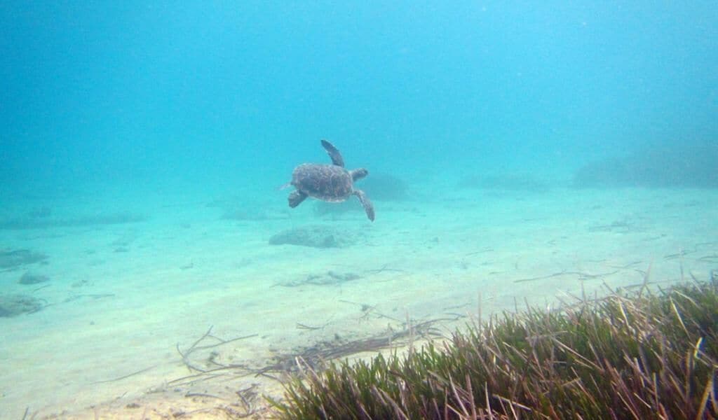 A turtle swimming in clear blue water.