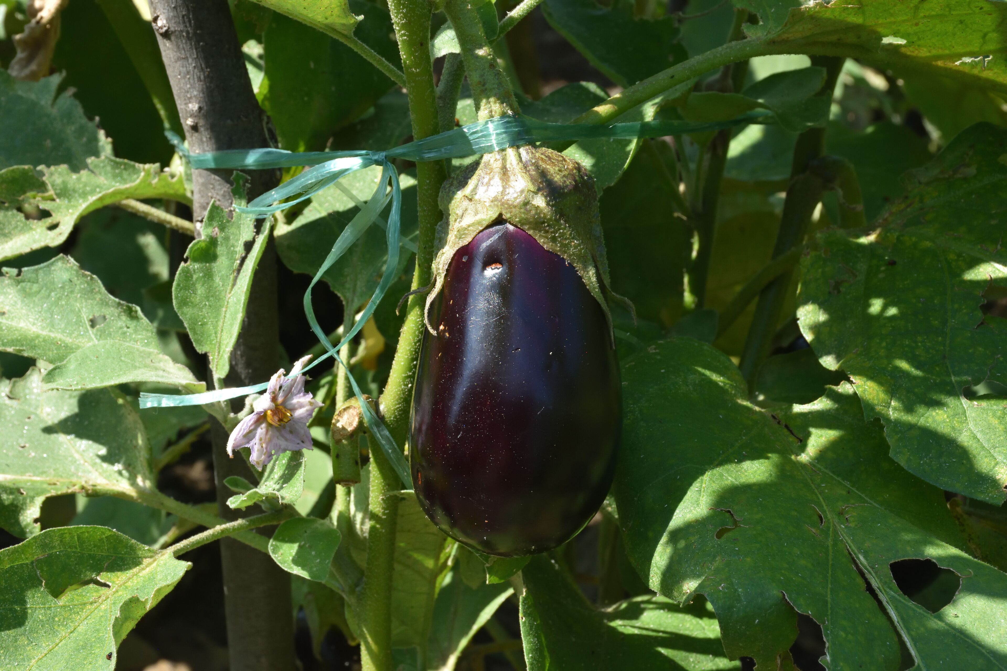 Una berenjena colgando de una planta con hojas verdes y una cinta verde atada alrededor.