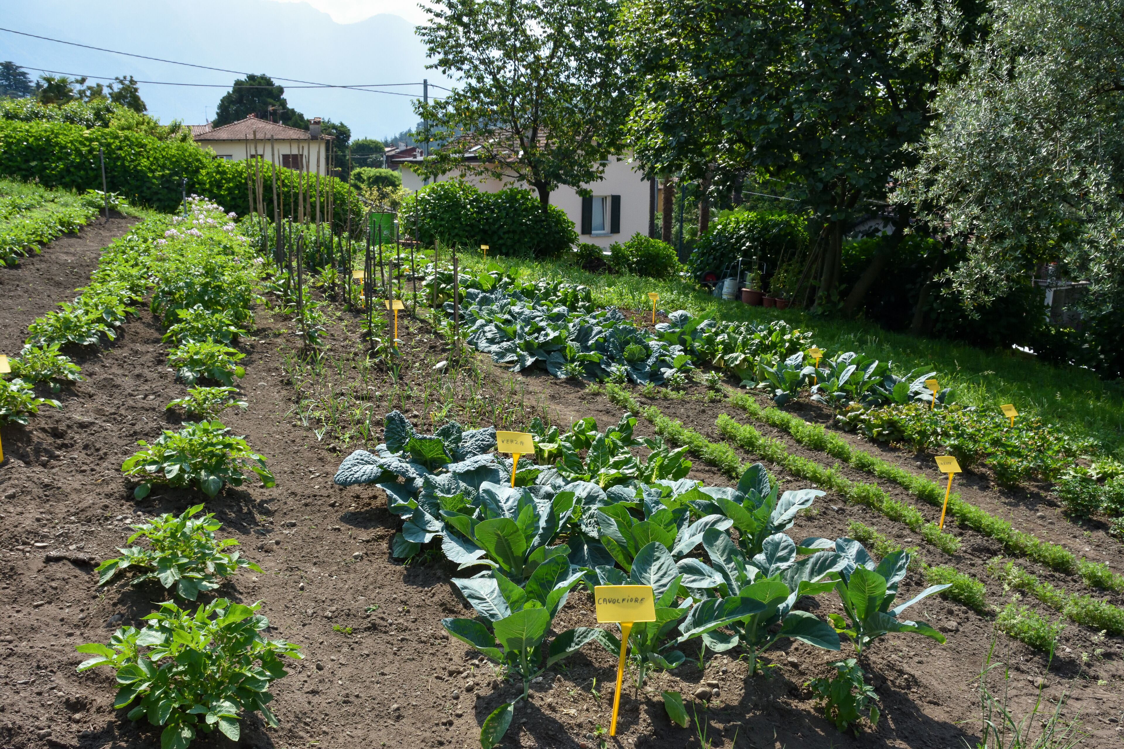 Een groententuin met rijen planten en gele labels die verschillende groentesoorten aangeven.