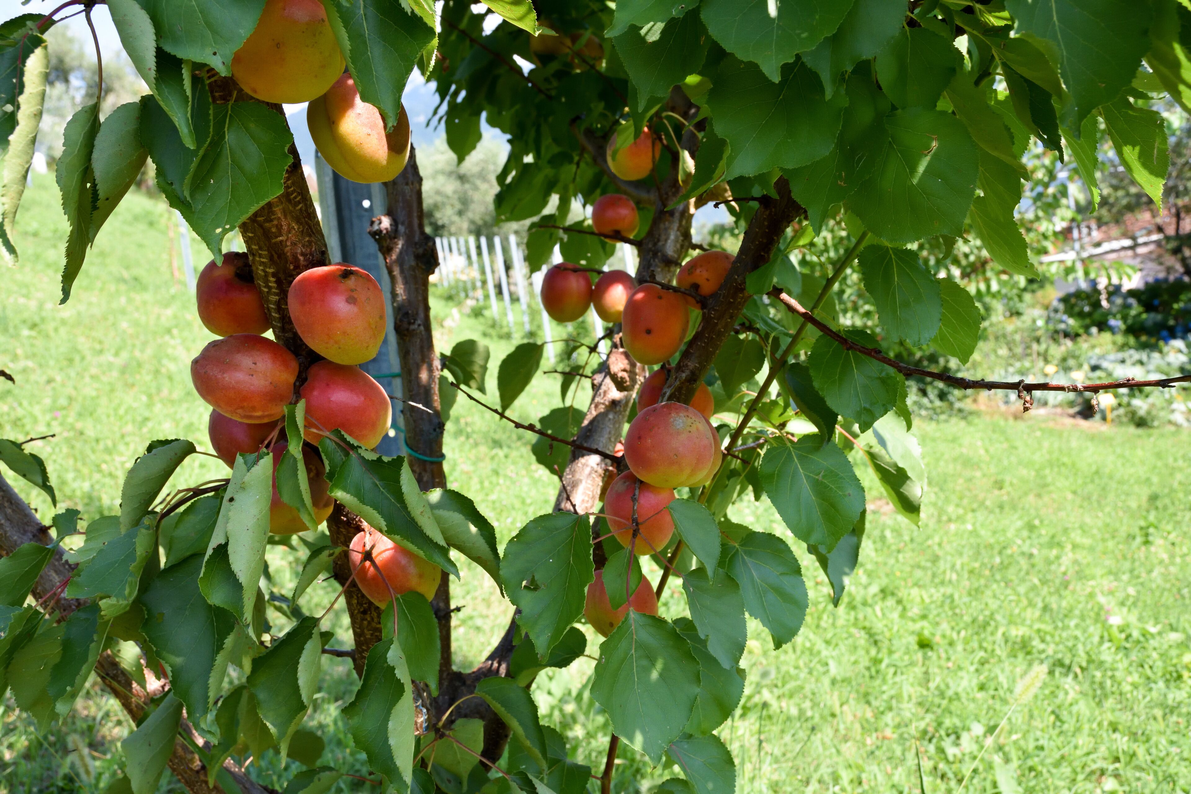A tree with ripe apples hanging from its branches.