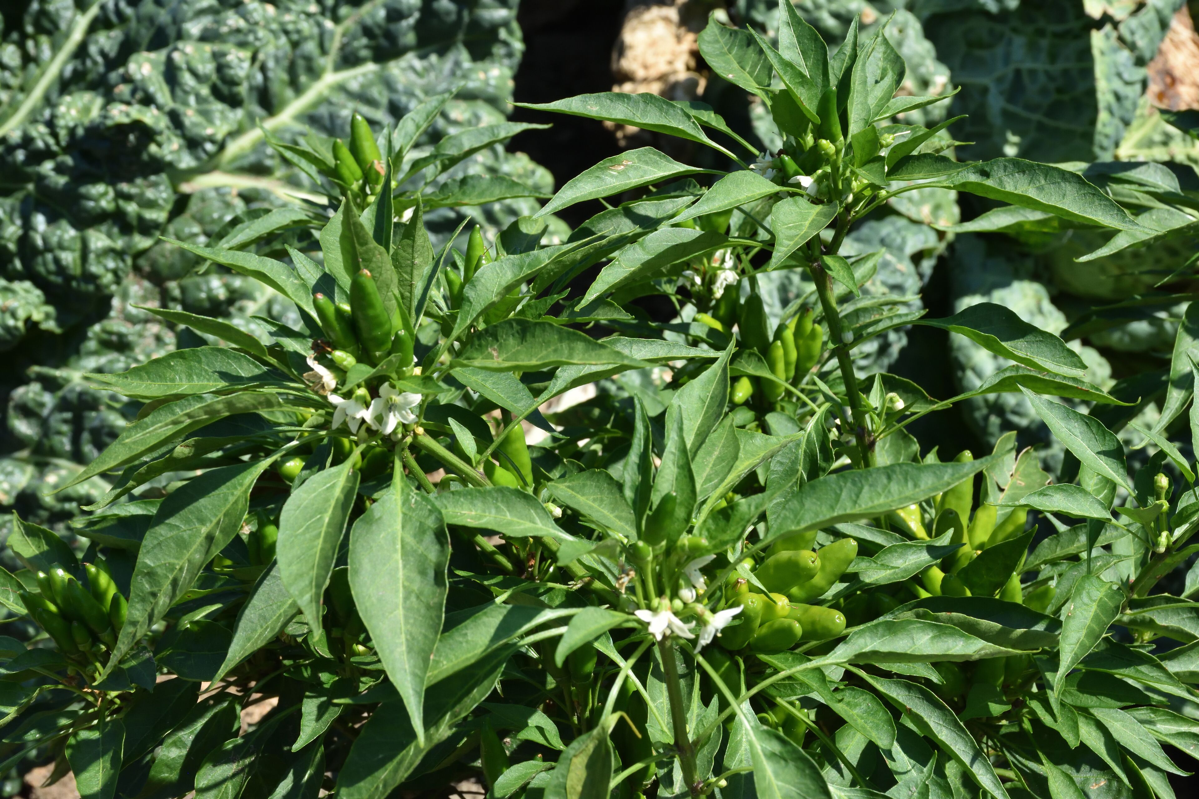 A plant with green leaves and white flowers.