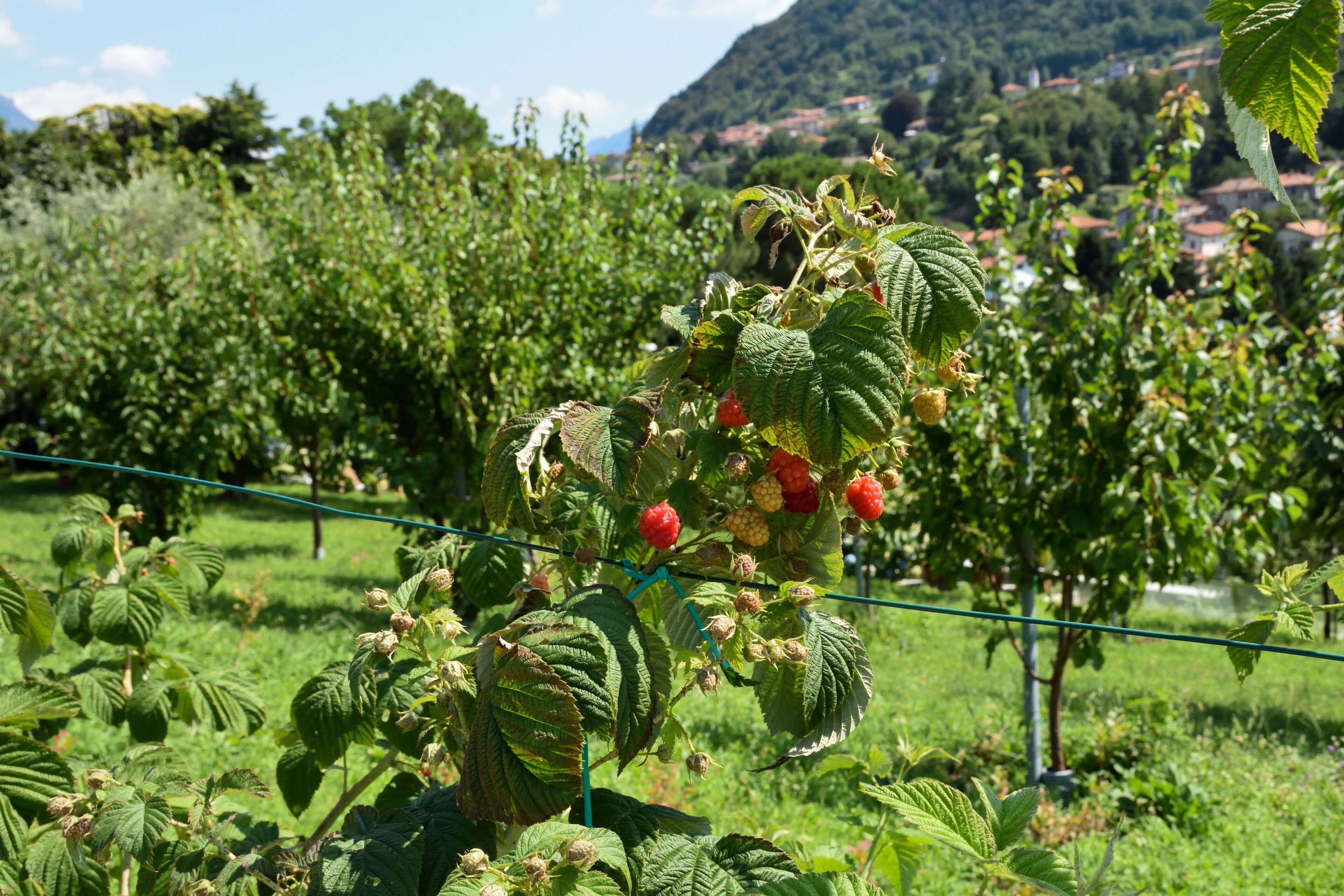 A raspberry bush with ripe berries in a garden setting.