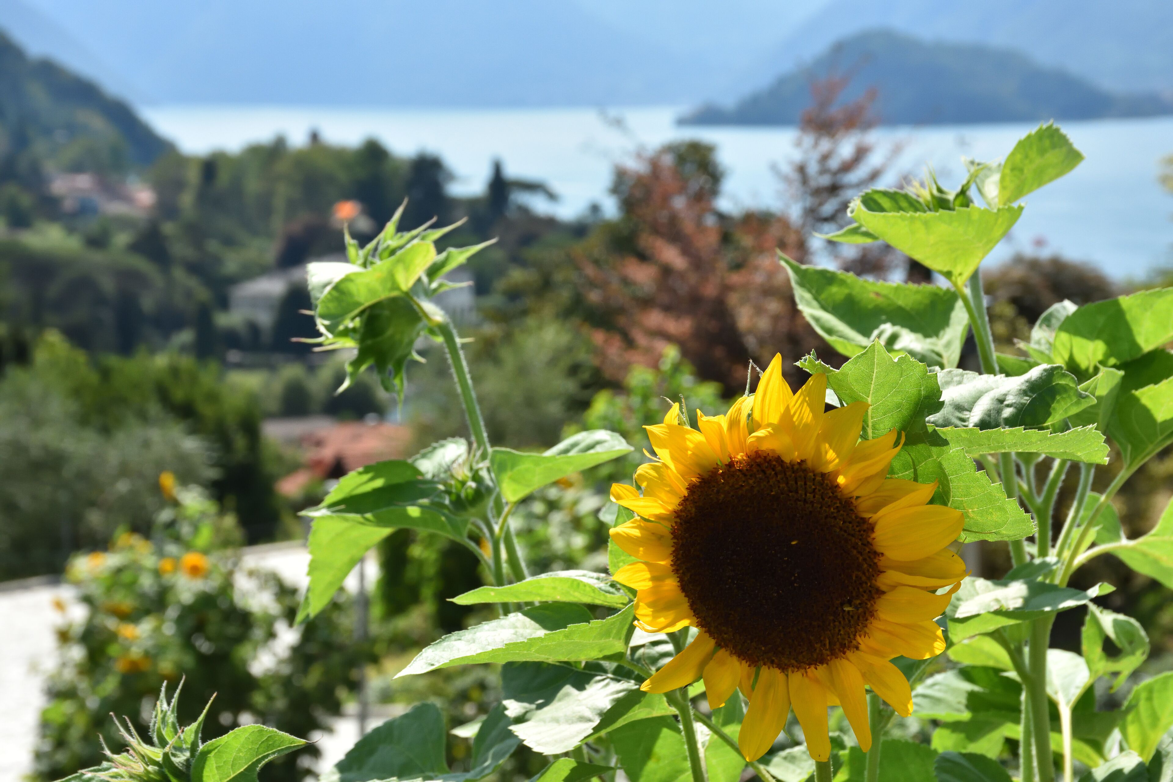 Un girasol en un jardín con un paisaje montañoso y un cuerpo de agua al fondo.