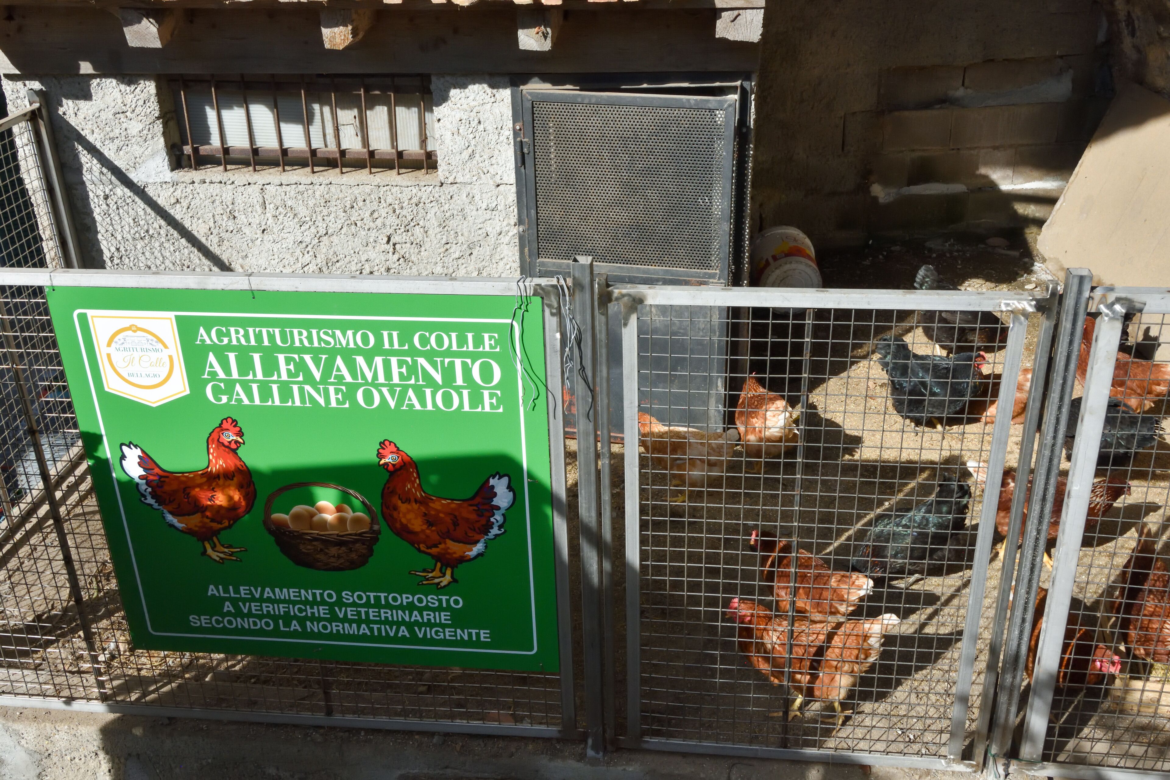 Señal de Agriturismo Il Colle Allevamento Galline Ovaiole con gallinas en un corral.