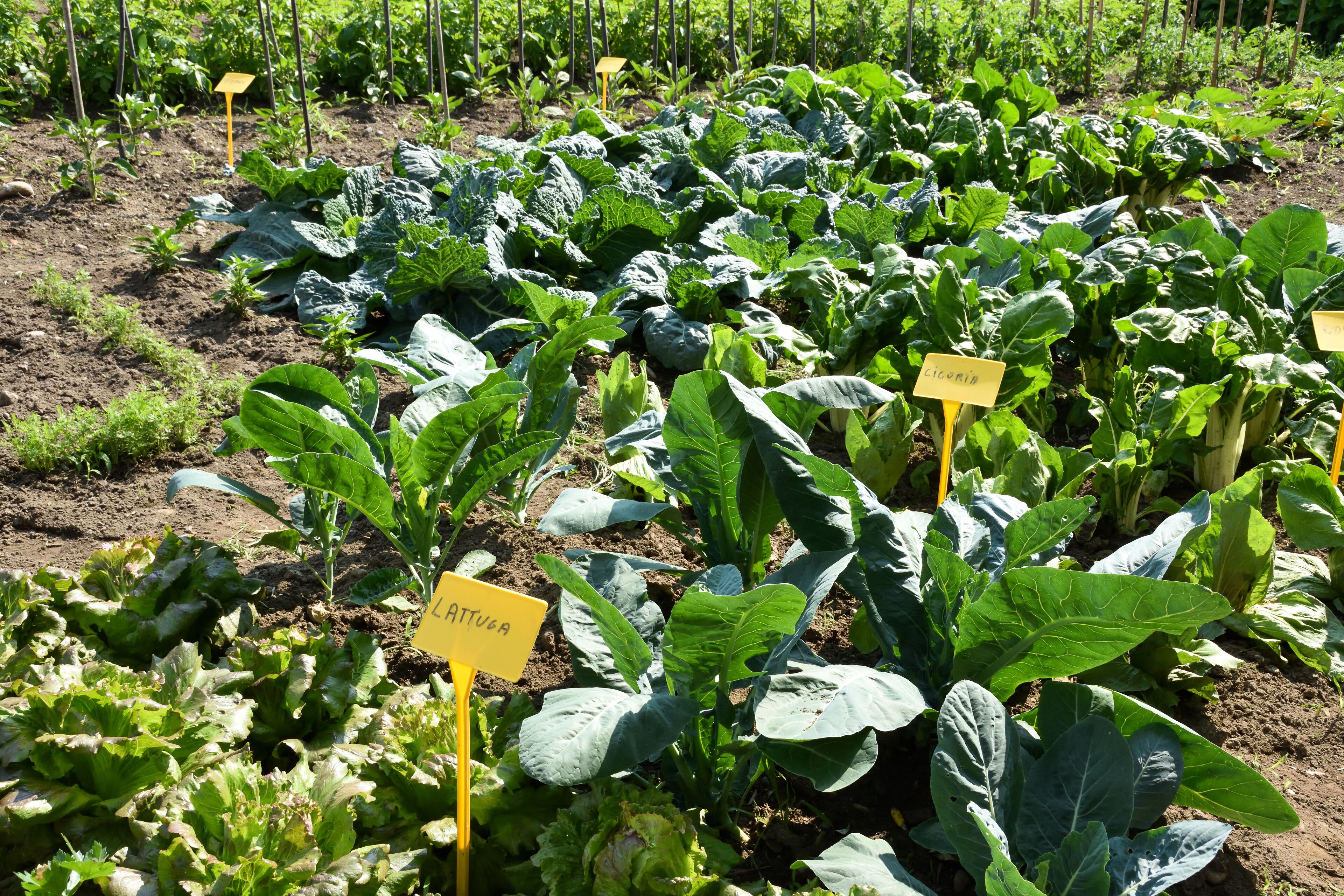 Un potager où l’on peut voir des rangées de légumes-feuilles et de plants de chou, chacun étant identifié par une pancarte jaune.