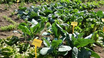 Un potager où l’on peut voir des rangées de légumes-feuilles et de plants de chou, chacun étant identifié par une pancarte jaune.