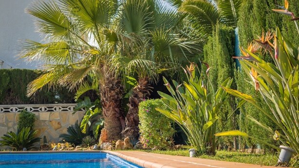A swimming pool surrounded by lush greenery, including palm trees and various tropical plants. - Luxury Villa Inge 400 Beach large garden, private pool, air conditioning, BBQ, terrace, WLAN, whirlpool (Els Poblets, Alicante)