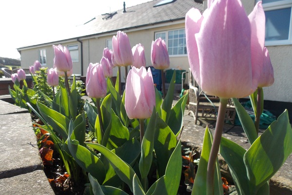 Garden view