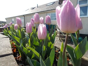 Garden view - Craig Eithin B & B Holyhead (Holyhead)