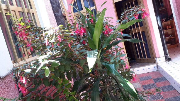 A plant with pink flowers in front of a building with a tiled entrance and a wooden shelf with shoes. - Freedom House (Addis Ababa)