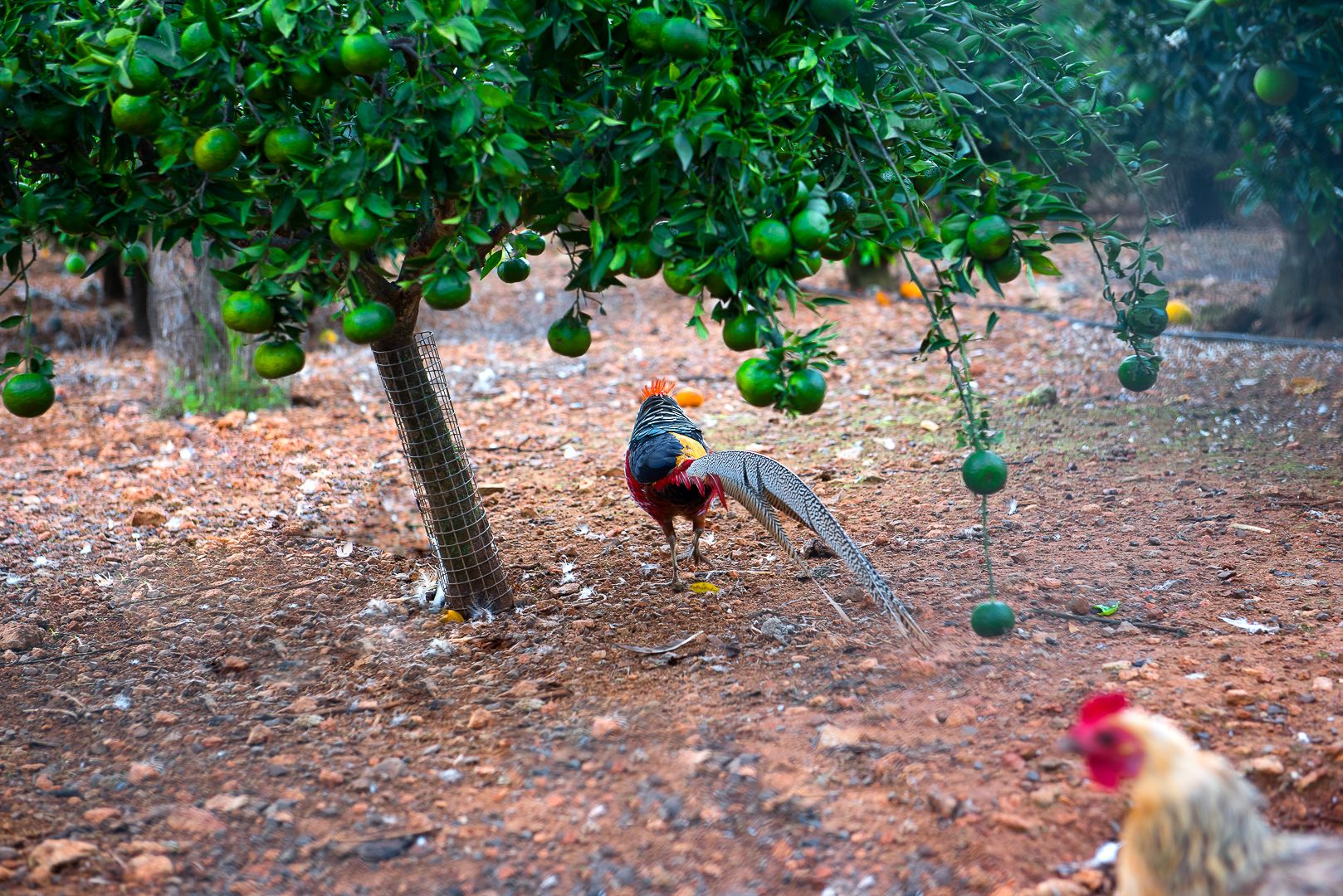 Un pájaro en un árbol con frutos verdes, una cerca de alambre y el suelo cubierto de hojas secas.