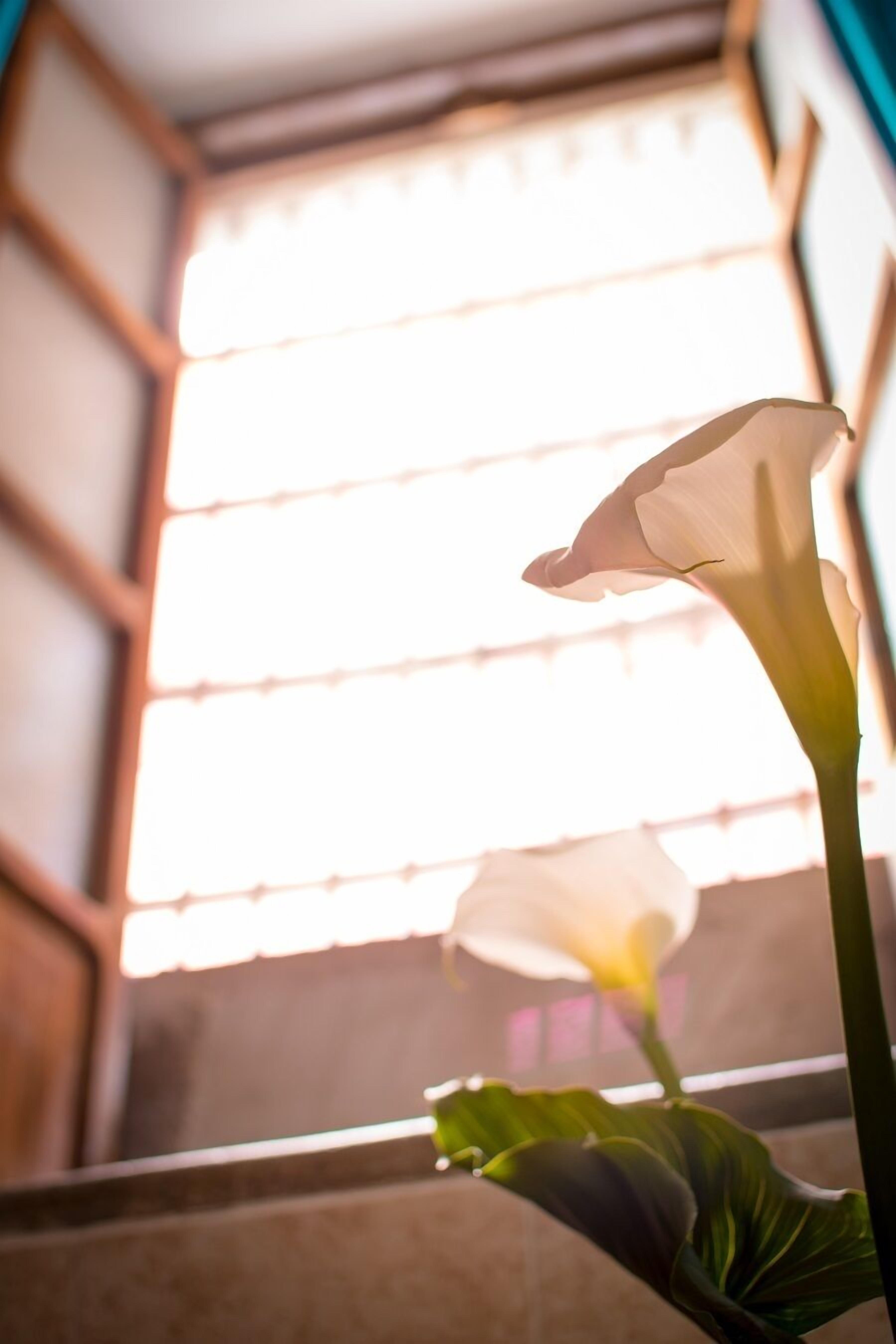 Photo - Casa Lupita Hostel