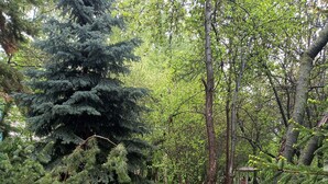 A lush garden with various trees and dense greenery. - Kok-Tobe Almaty Hotel (Almaty)