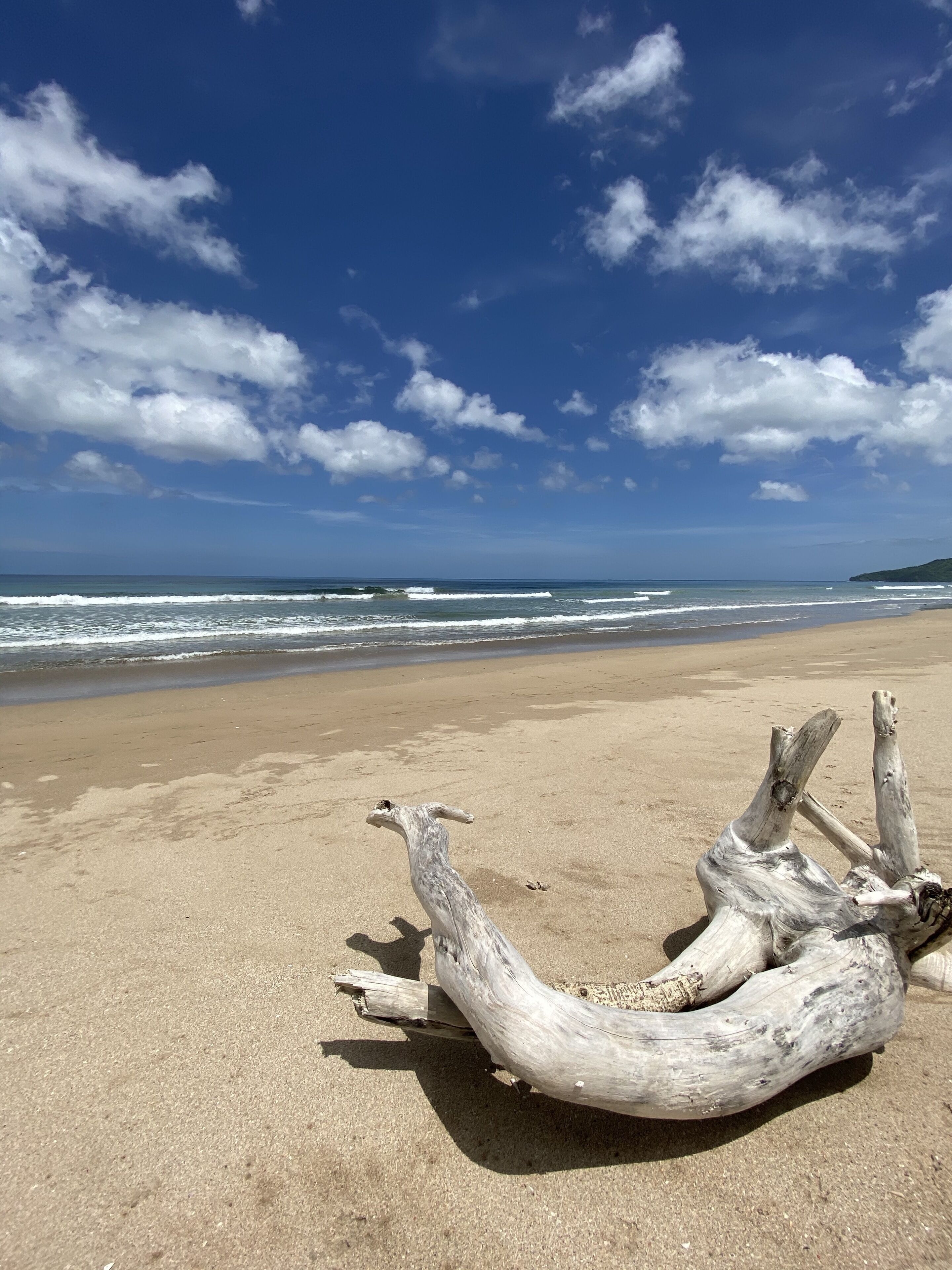 Un trozo de madera a la deriva sobre una playa arenosa, con el océano y un cielo despejado al fondo.