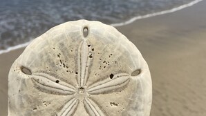 A seashell with a star-like pattern on a sandy beach with ocean waves in the background. - Villas Kalei (Cabo Velas)