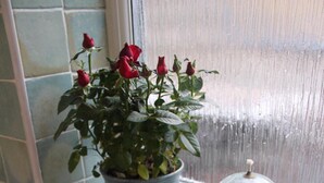 Un baño con una planta en maceta y un tarro de vidrio sobre una repisa.