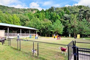 السماح باصطحاب الحيوانات الأليفة