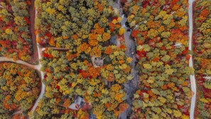 An aerial view of a forested area with a road running through it.