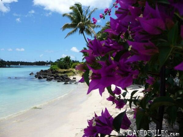 Enjoy a serene beachside escape with turquoise waters and vibrant flowers.