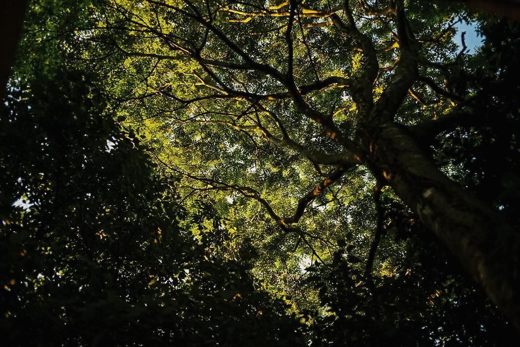 A dense canopy of trees with sunlight filtering through.