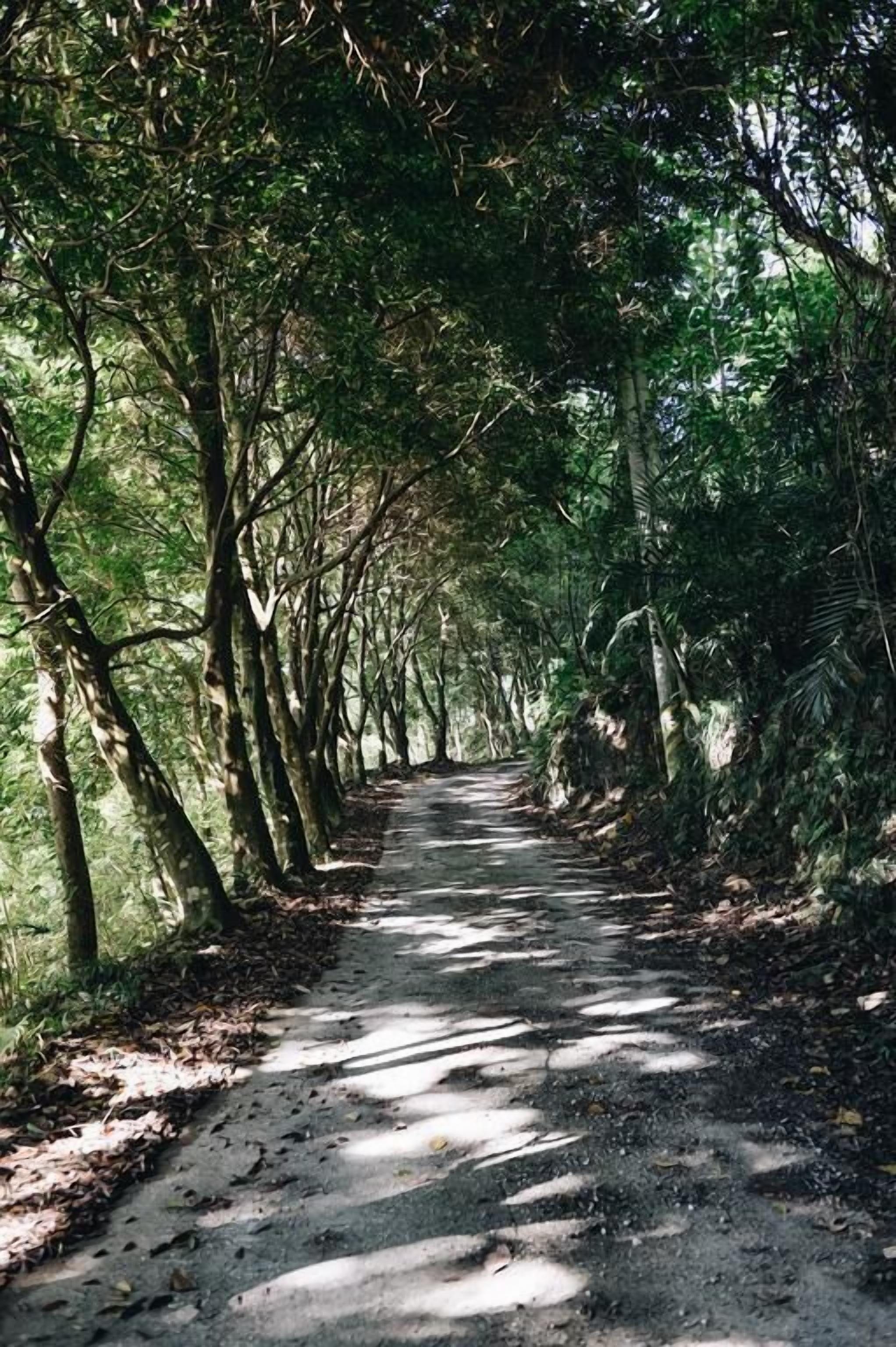 A narrow, tree-lined path with a dirt surface and scattered leaves.