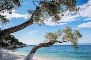 A beach with clear blue water, a tree with a curved branch, and a rocky shoreline.