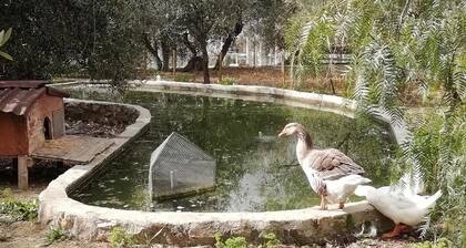 Agriturismo il Grande Ulivo