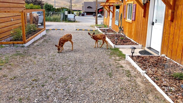 A rural setting with wooden cabins, a gravel path, and two deer grazing. - Yellowstone's Treasure Cabin #6, few min drive from Yellowstone Park (Gardiner)