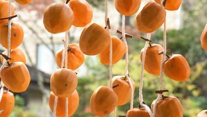 Une série de fruits oranges suspendus à des fils, probablement dans un décor extérieur avec de la verdure en arrière-plan.