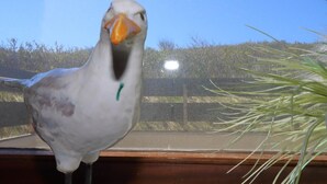 A bird with a white body and orange beak standing on a window sill.