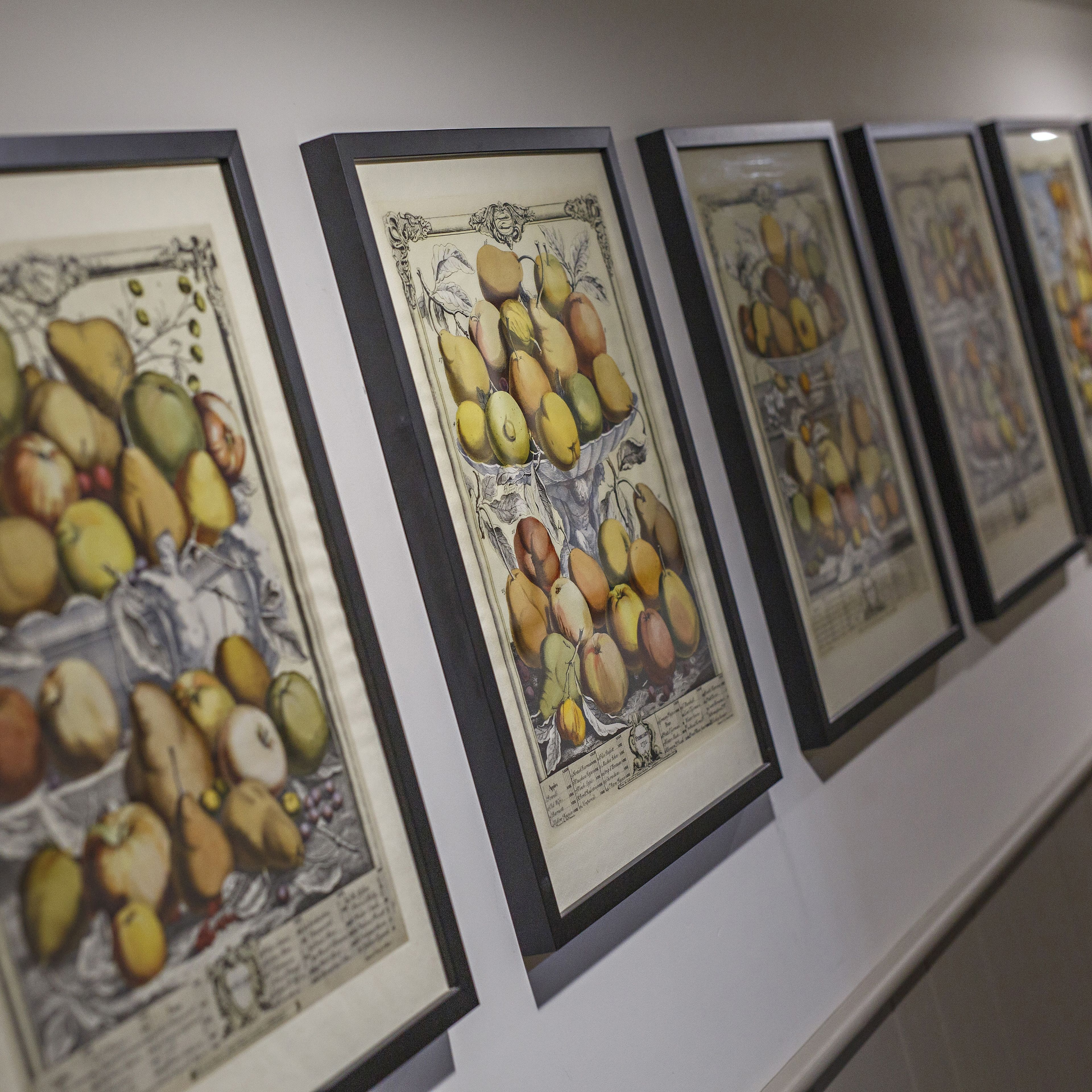 A series of framed botanical illustrations on a wall.