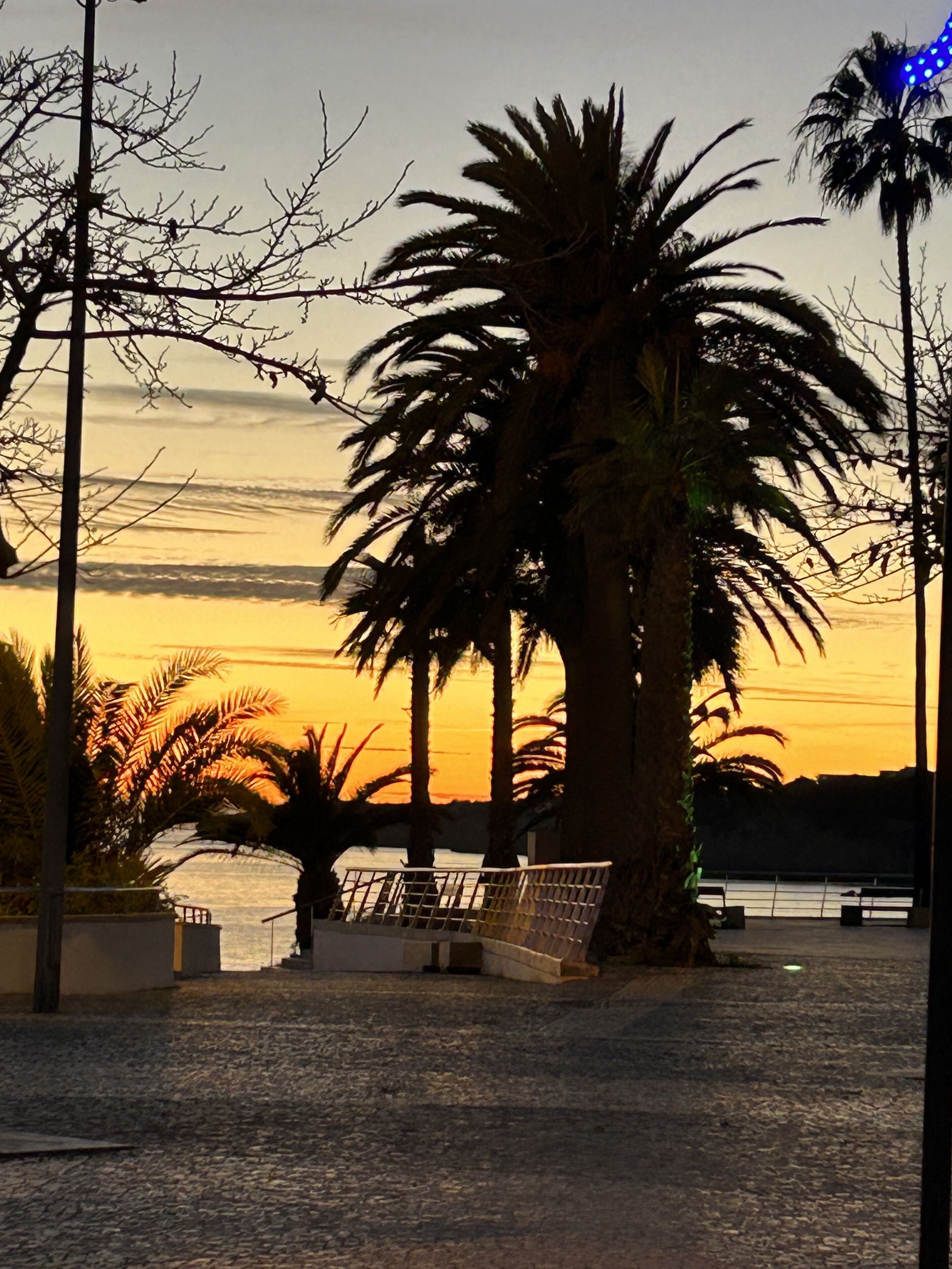 A sunset view with palm trees and a bench in a paved area.