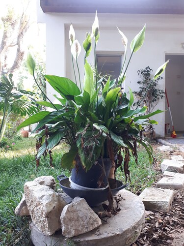 Ruhiges Zuhause in Israel