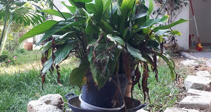 Ruhiges Zuhause in Israel