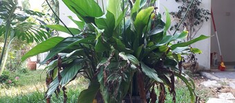 Quiet home in Israel