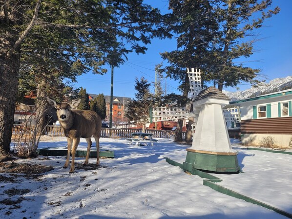 Garden - Lido Motel (Radium Hot Springs)