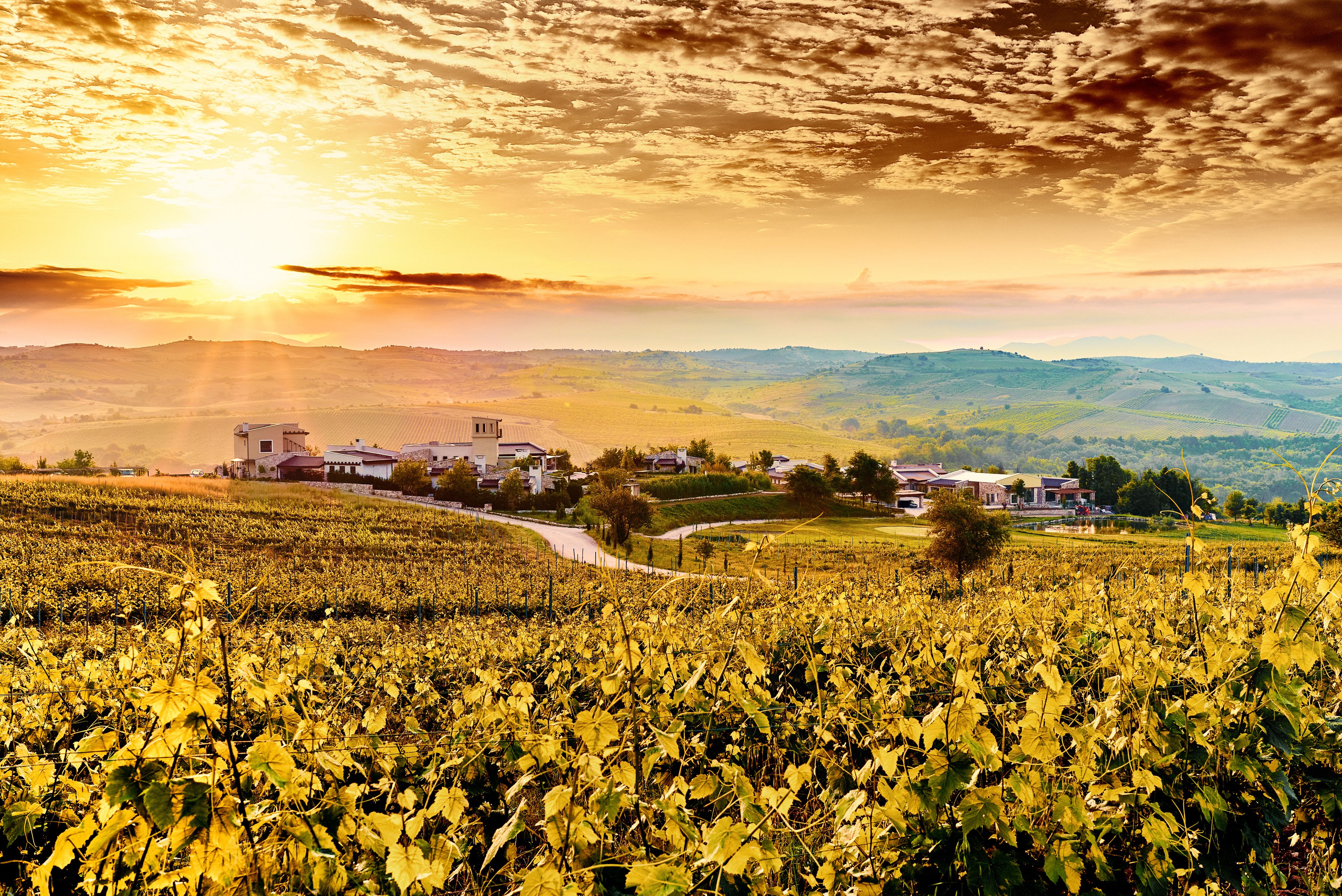 Viñedo