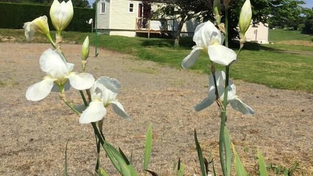 A garden with white flowers and a house in the background. - Camping de Lagraulière (Perpezac-le-Noir)