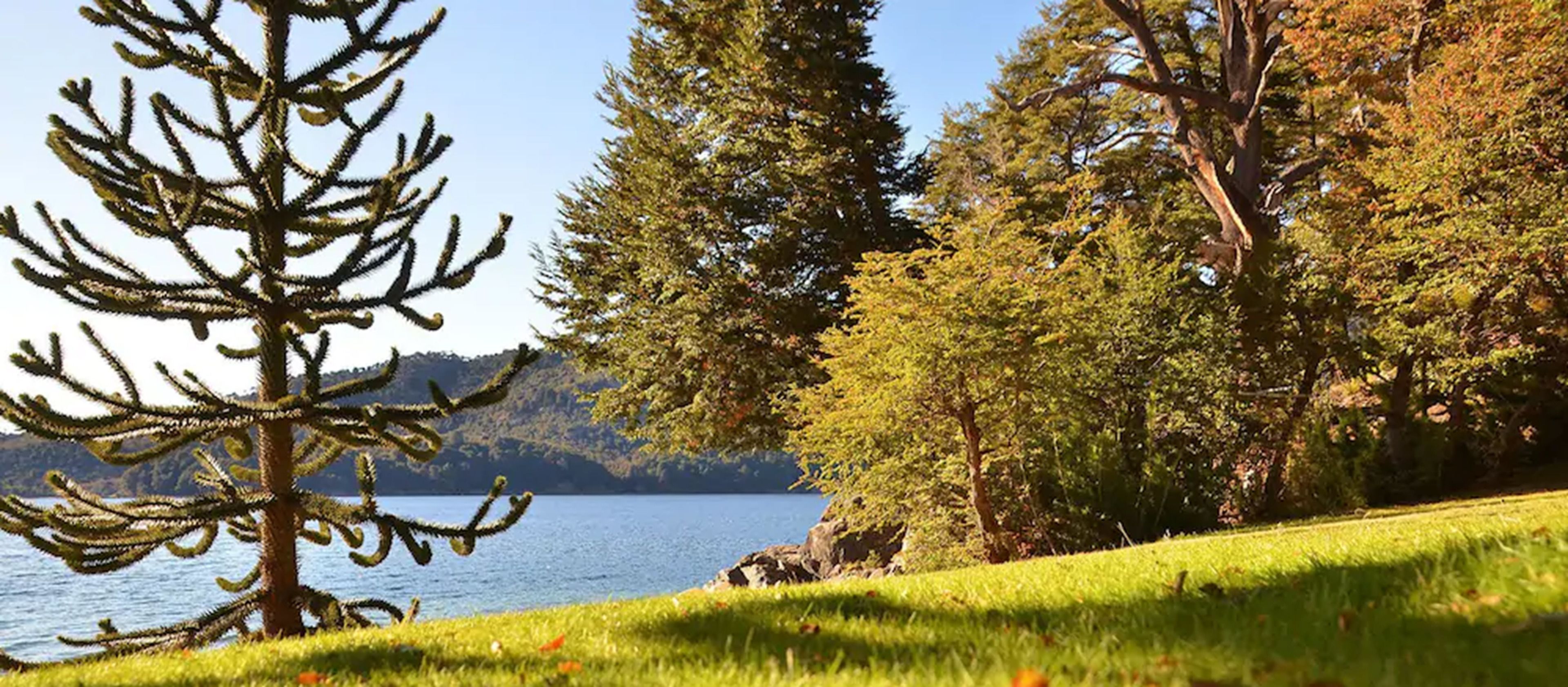 A serene lakeside view with a prominent coniferous tree and a grassy foreground.